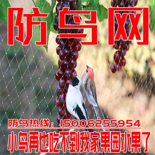 尼龙农用果园鱼塘防鸟网