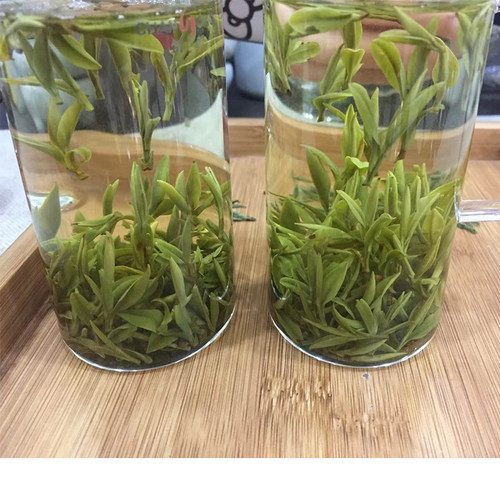 霍山黄芽雀舌明前浓香250g春茶