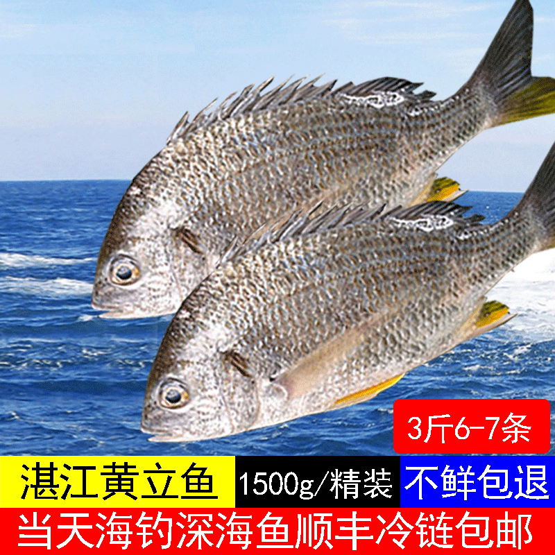 湛江黄翅鱼野生鲜活海鲜深海鱼黄鲷鱼当天海钓黄立鱼黄脚3斤包邮