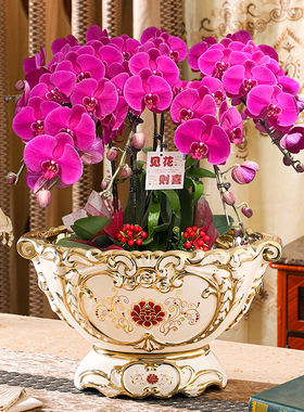 高档简约陶瓷花盆家用轻奢大气客厅发财树蝴蝶兰大蕙兰大口径陶盆