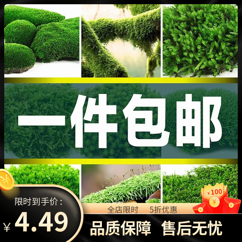 鲜活苔藓微景观盆景盆栽铺面青苔植物白发藓假山草水陆缸造景材料