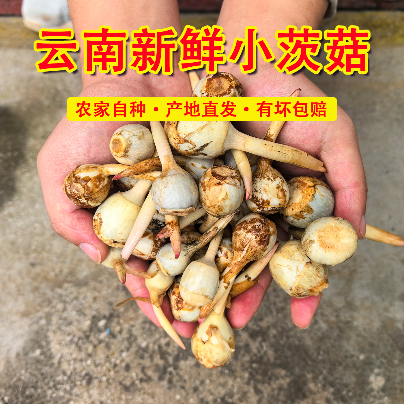 云南新鲜小茨菇现挖白慈姑茨菰马蹄荸荠燕尾草地栗芽菇特产蔬菜