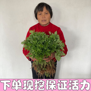 新鲜艾草艾叶整棵带根包成活艾青浙江发货
