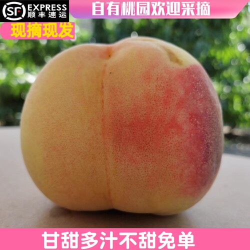兰州安宁白凤桃新鲜水果多汁