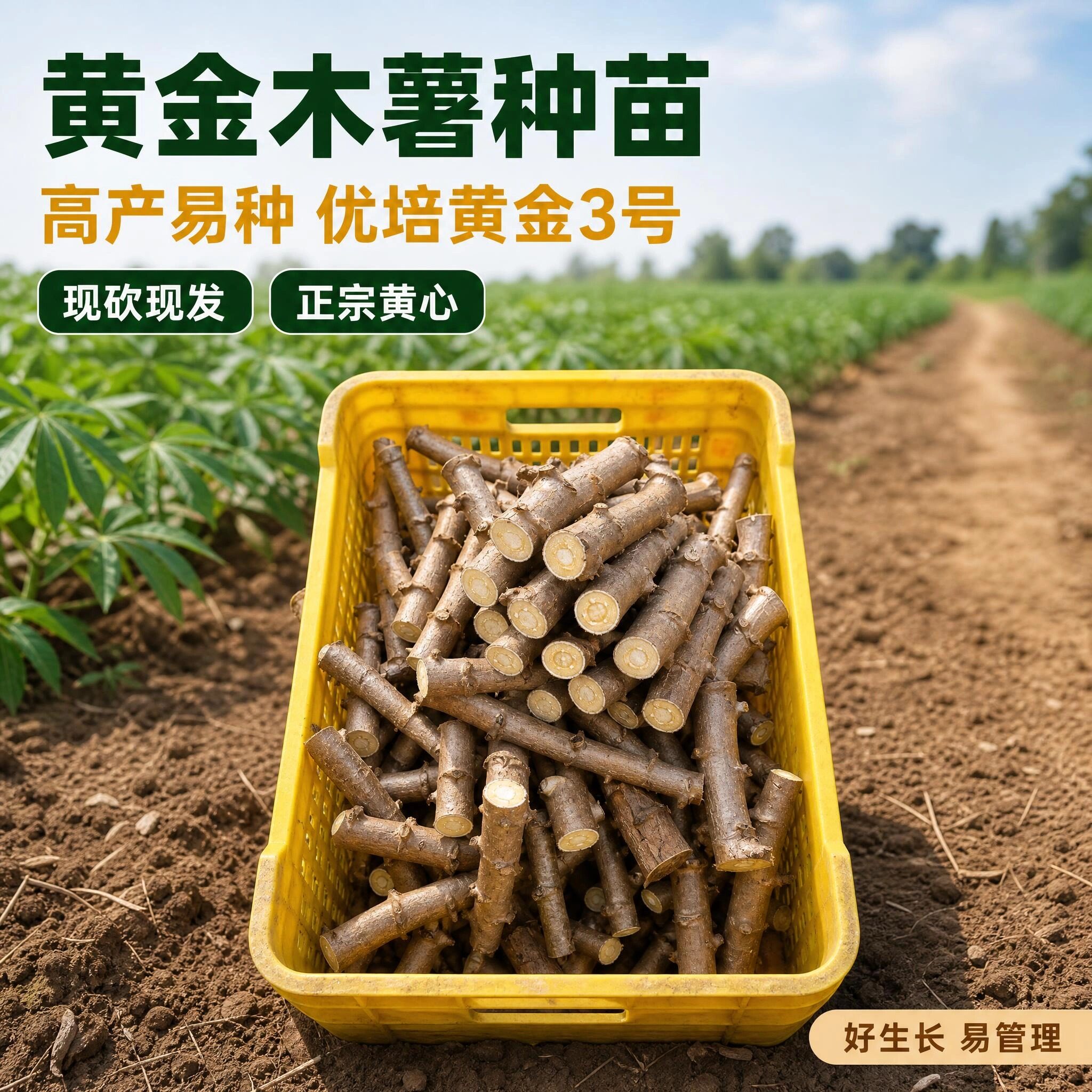黄心木薯种苗优培黄金3号图片