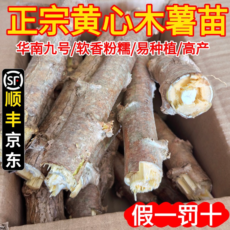 食用黄心木薯苗广西面包木薯