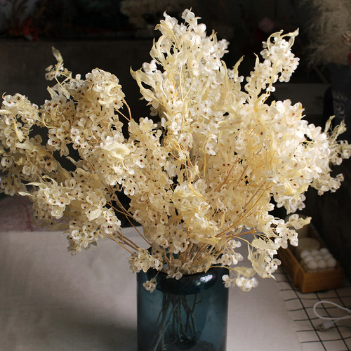 迎客豆干花永生花真花装饰插花