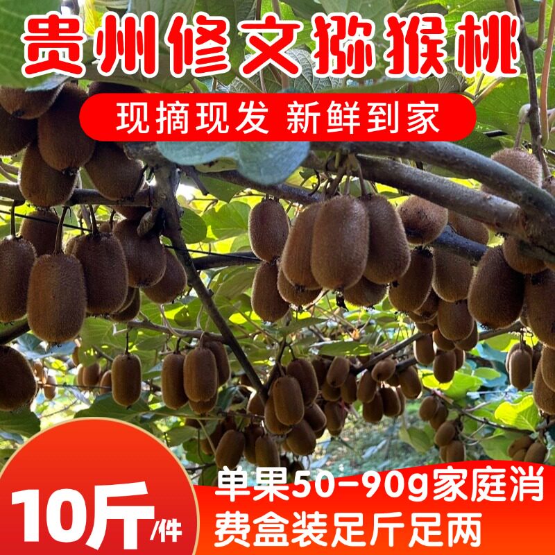 现摘现发贵州修文猕猴桃贵长绿心单果50-70g3斤试吃尝鲜