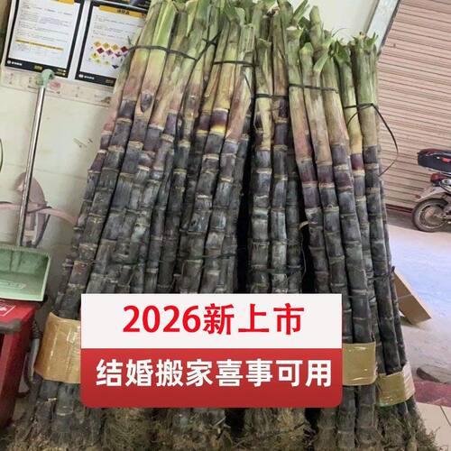 3根新鲜甘蔗海南黑皮甘蔗结婚搬家应季水果2026年新上市