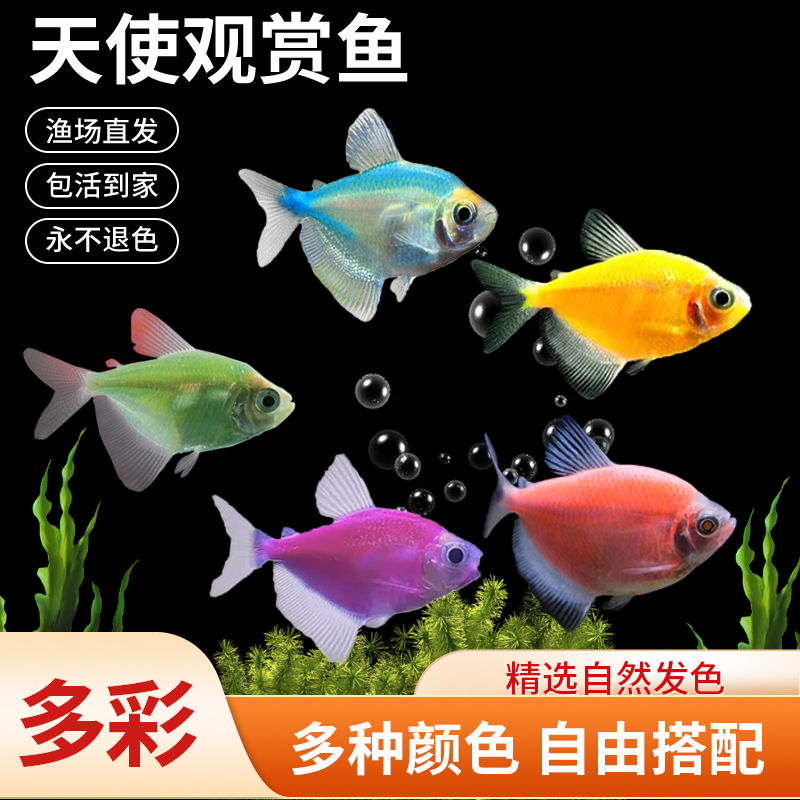 鱼游水族天使鱼淡水鱼好养鱼耐活