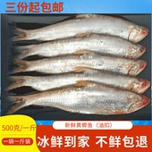 鲜活海鲜连云港赣榆特产新鲜马口食用海产品毛宝新款 黄鲫鱼 油扣