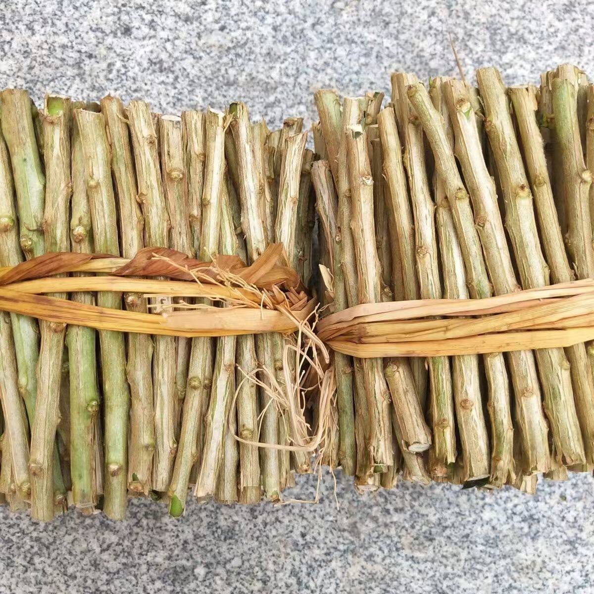 大叶食用枸杞叶苗枸杞苗新鲜菜种盆栽庭院阳台家庭蔬菜种植苗菜苗