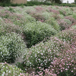 满天星花种子宿根花籽四季开花易活花籽庭院室内阳台盆栽种子花卉
