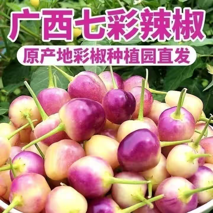 广西七彩辣子七彩椒辣椒五彩椒泡椒灯笼椒小圆椒包邮香脆爽2