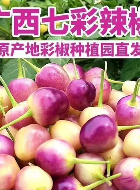 广西七彩辣子七彩椒辣椒五彩椒泡椒灯笼椒小圆椒包邮香脆爽2