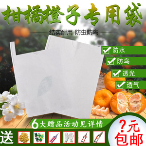 丑橘橙子春见不知火芒果枇杷