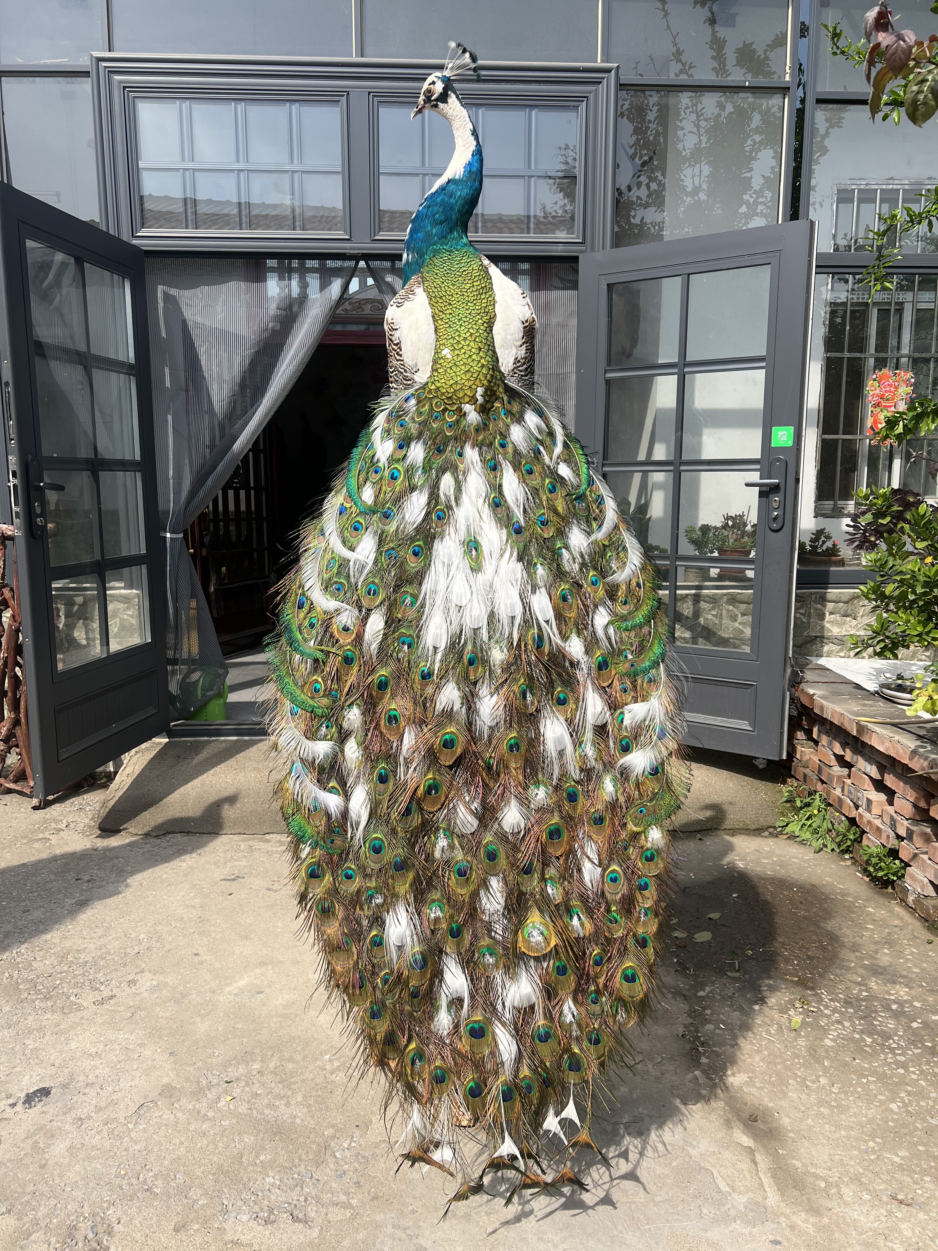 孔雀标本摆件白孔雀真羽毛标本客厅落地家居装饰婚庆乔迁开业送礼