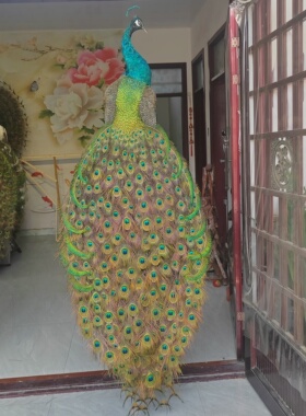 精品开屏孔雀标本摆件自家手工制作羽毛完整漂亮蓝绿色环状花纹