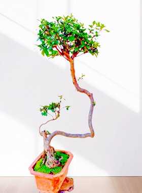 映山红老桩盆景树苗客厅盆栽植物