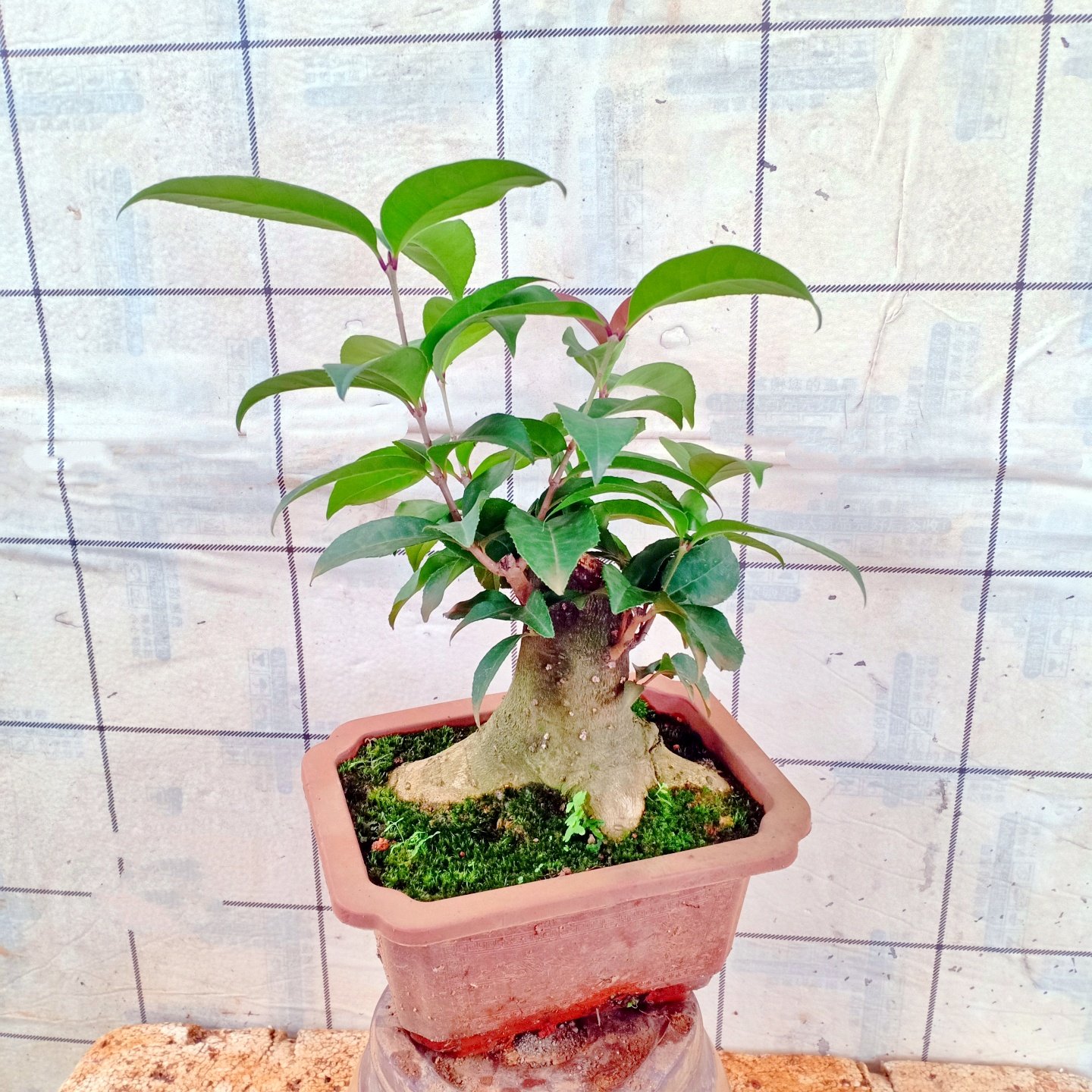 办公室金桂花盆栽老桩原生树苗盆景一物一拍矮化小庭院栽四季绿植,鲜花速递/花卉仿真/绿植园艺,造型盆景,淘宝优惠券,粉丝福利购,淘宝优惠卷