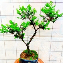 书房茶室栽曼地亚红豆杉老桩盆景造型一物一拍不落叶风景树苗矮霸
