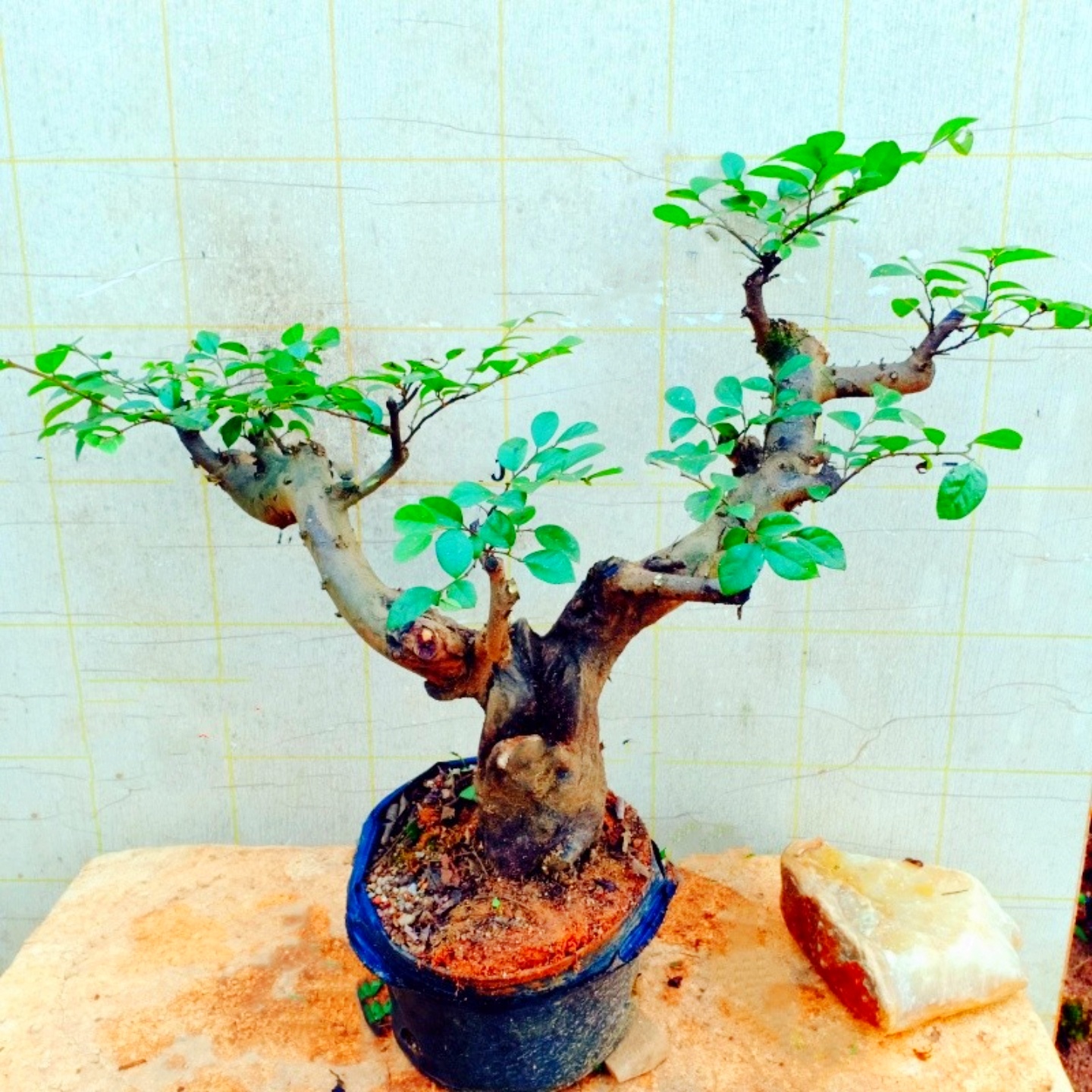 室内老桩盆景白花继木四季绿植物