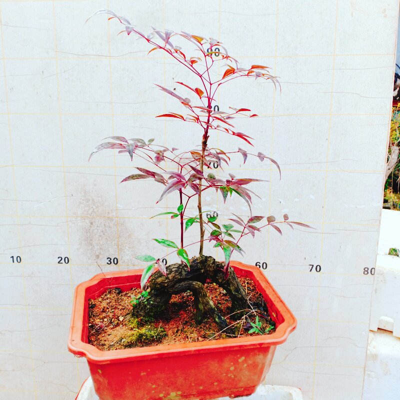 矮生南天竹老桩火焰红花卉盆景一物一拍富贵树苗室内栽绿植小精品