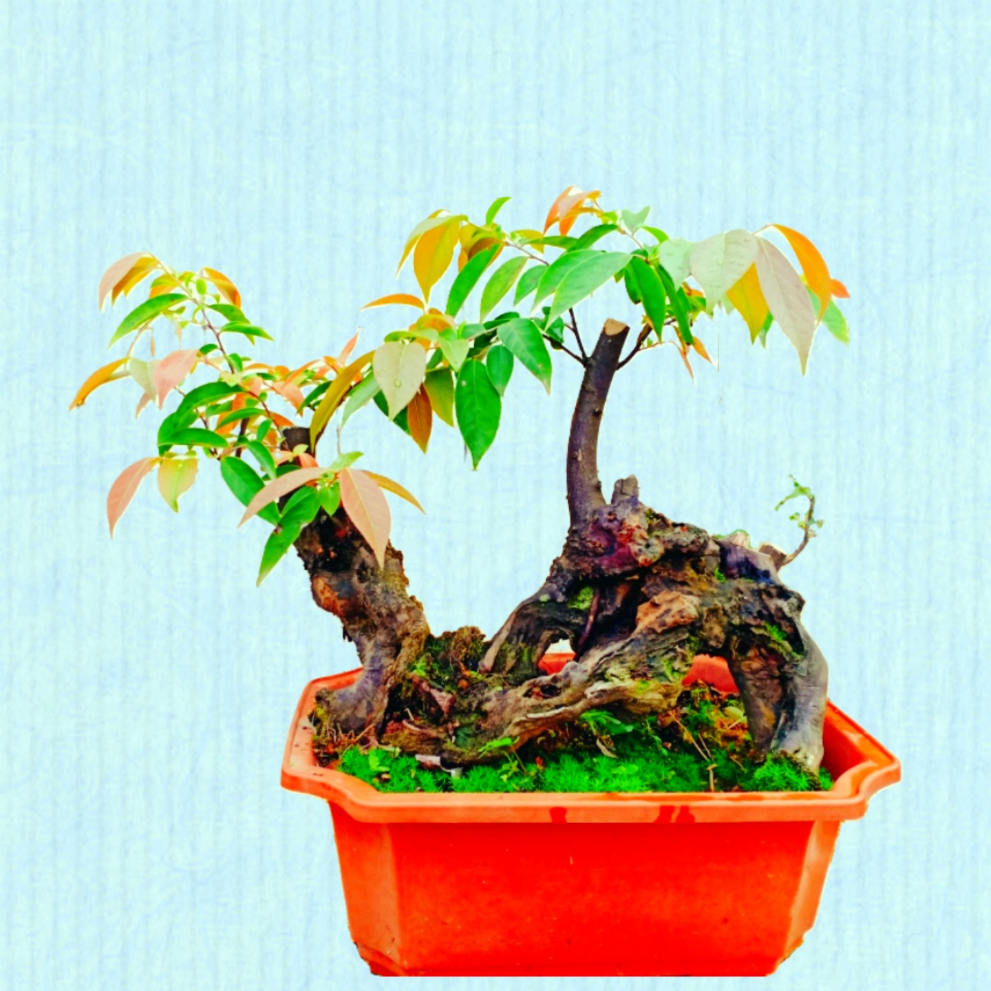 室内乌饭树苗盆栽老熟桩景