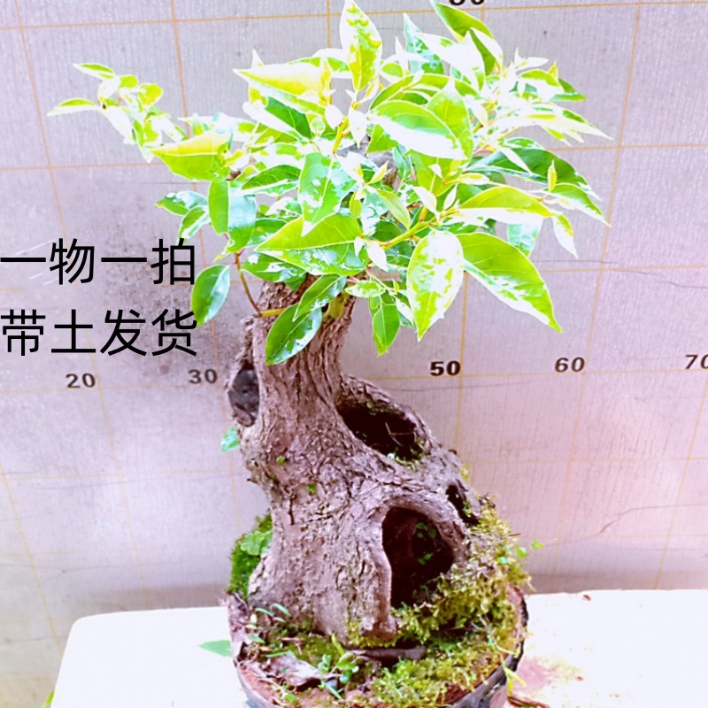 室内小香樟树盆栽老桩苗木造型景一物一拍四季适合庭院种名贵绿植
