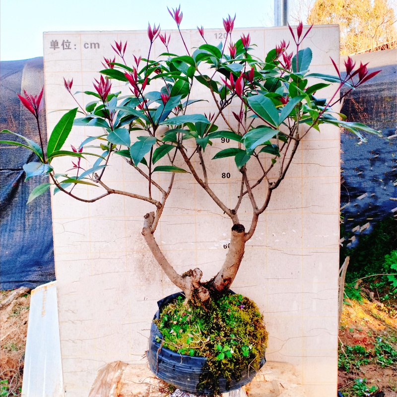 金桂花盆栽老桩原生树苗盆景