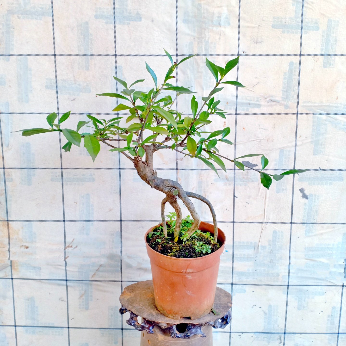 大叶栀子花卉树苗老桩水横枝盆景飘枝造型四季家居好养植物室内开,鲜花速递/花卉仿真/绿植园艺,造型盆景,淘宝优惠券,粉丝福利购,淘宝优惠卷