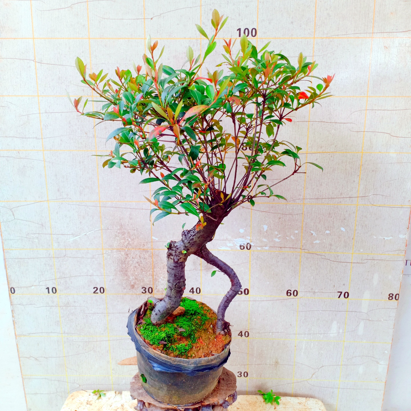 海岛春花树盆景老桩庭院景观树造型苗木易活花卉盆栽园艺植物矮霸