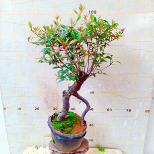 海岛春花树石斑木盆景老桩庭院栽观造型苗易活花卉园艺植物矮霸