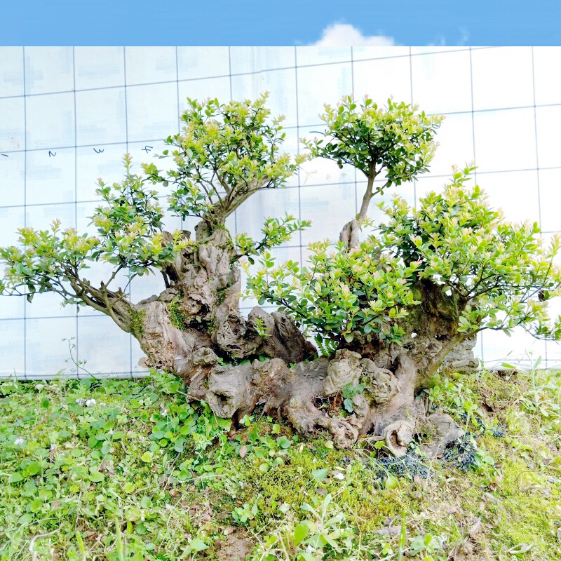轮生三叶红芽小叶赤楠老桩盆景一物一拍造型树苗绿植花室内庭院栽