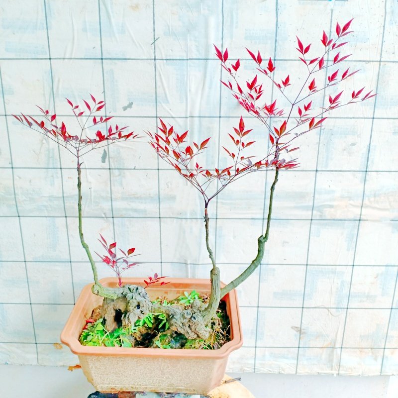 矮生南天竹老桩火焰红花卉盆景一物一拍富贵树苗室内栽绿植小精品,鲜花速递/花卉仿真/绿植园艺,造型盆景,淘宝优惠券,粉丝福利购,淘宝优惠卷