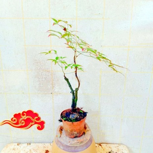 矮生南天竹老桩火焰红花卉盆景一物一拍富贵树苗室内栽绿植小精品