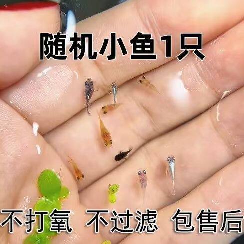 办公室阳台桌面迷你宠物鱼可爱好养耐活无需打氧微型锦鲤不加温