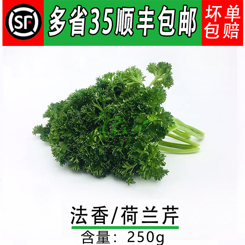 新鲜荷兰芹250g酒店饭店