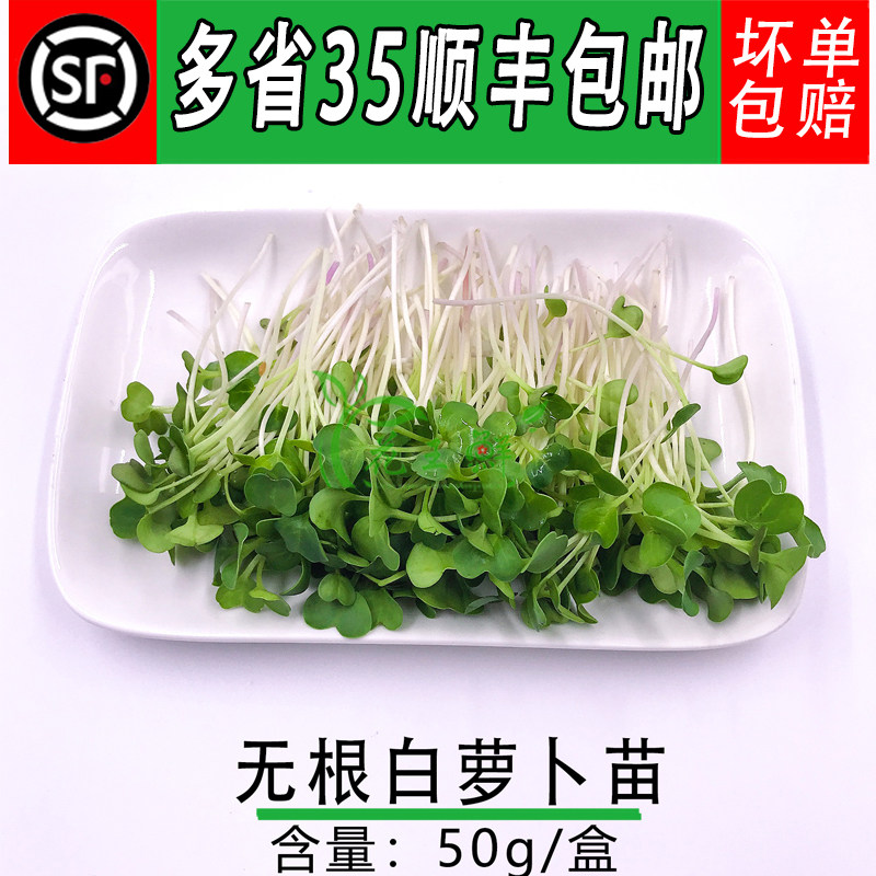 新鲜蔬菜 白萝卜苗 可食用 微型萝卜苗 芽苗菜 西餐摆盘冷菜点缀