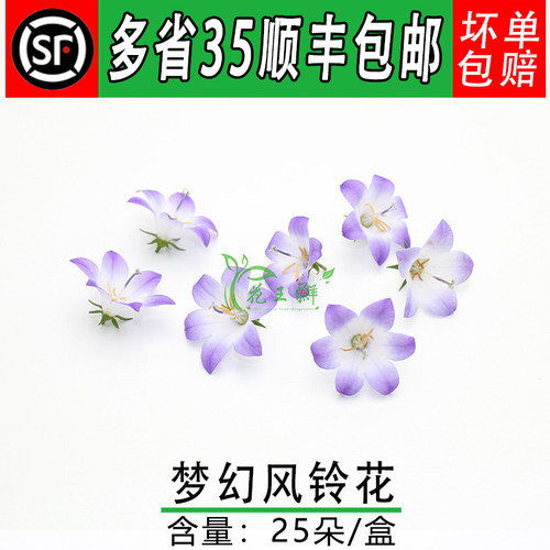 新鲜 风铃花 25朵 梦幻风铃花 日料西餐酒店餐饮摆盘装饰点缀花草