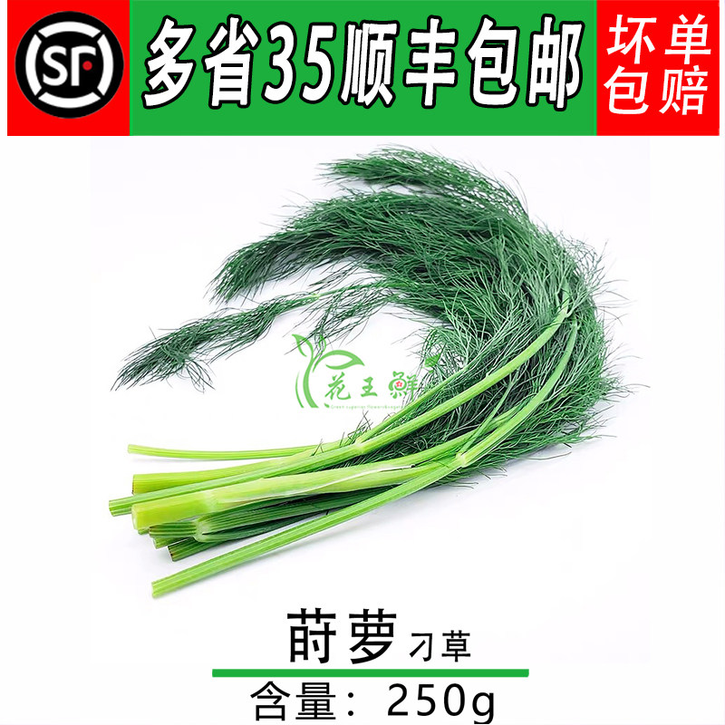 新鲜莳萝草泰国香料茴香250g包邮