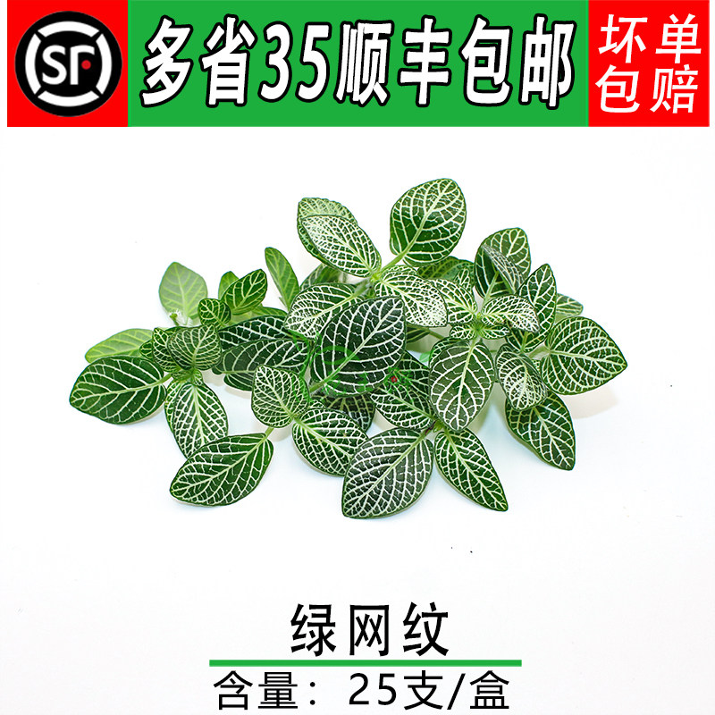 新鲜网纹草日料西餐摆盘鲜花