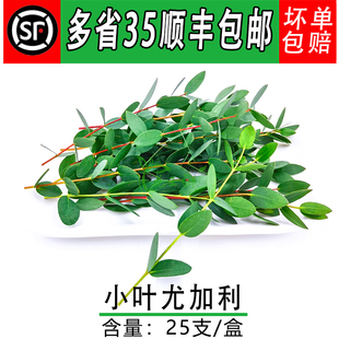 新鲜 尤加利叶 桉树叶 酒店西餐摆盘装饰点缀花草 冷艺摆盘鲜花