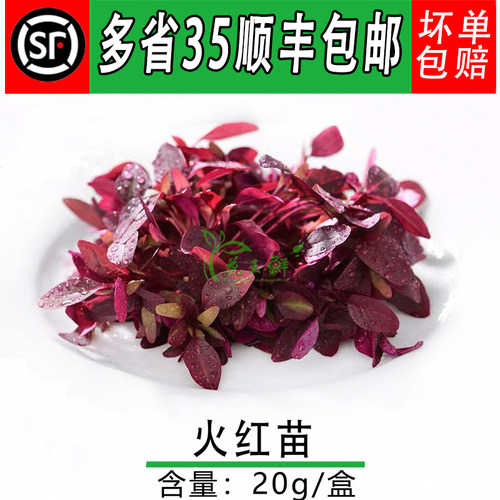 新鲜芽苗菜火红苗西餐摆盘装饰