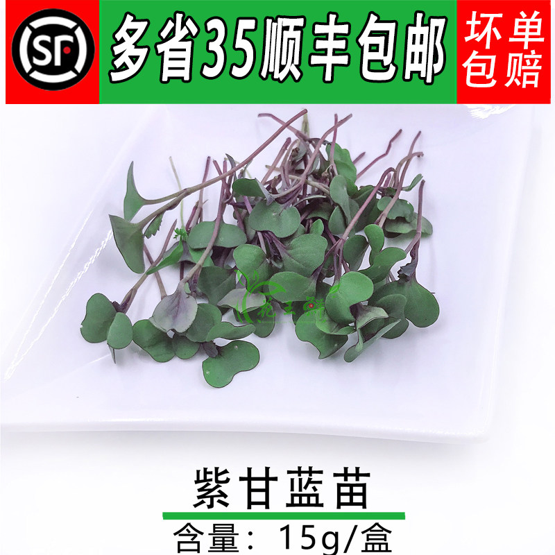 新鲜紫甘蓝苗 小牛皮菜 芽苗菜 西餐酒店冷艺装饰摆盘15g