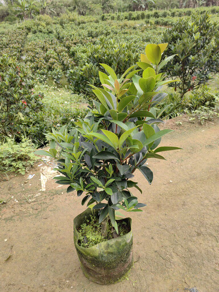 棕榈四季茶花 夏日系列  全年开花 重瓣精品盆景 单棵双品种混接