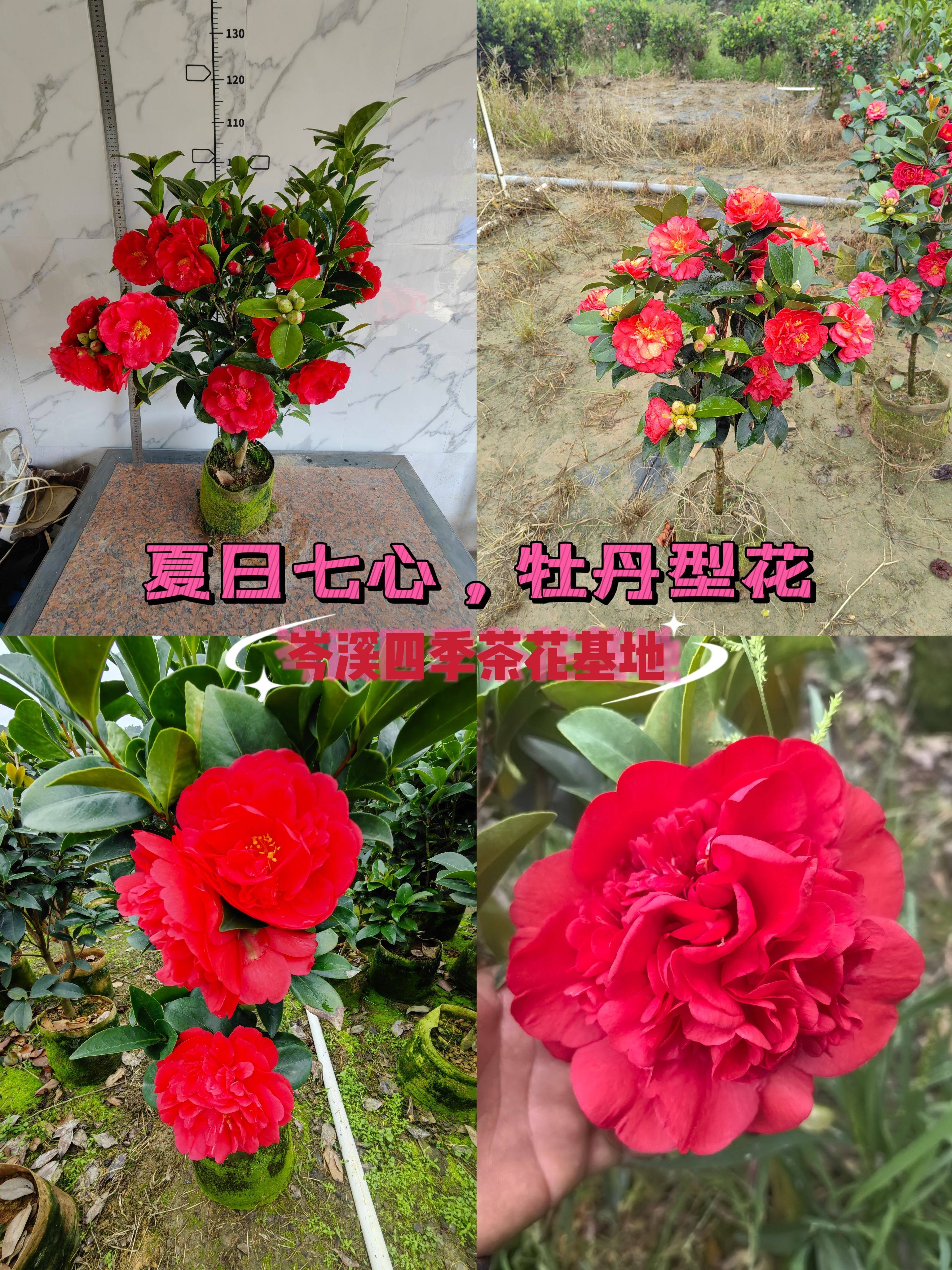 棕榈四季茶花新品 夏日七心 怀金托紫 全年开花  大红色重瓣茶花