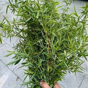 新鲜野生柳条叶子编织现摘现发柳树枝带叶柳枝嫩芽中药材泡茶乔迁