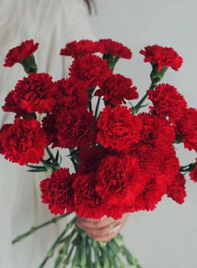 通用昆明花沸批发真花