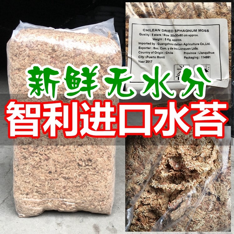 智利进口水苔干水苔干苔藓蝴蝶兰花兰草专用土多肉食虫植物营养土
